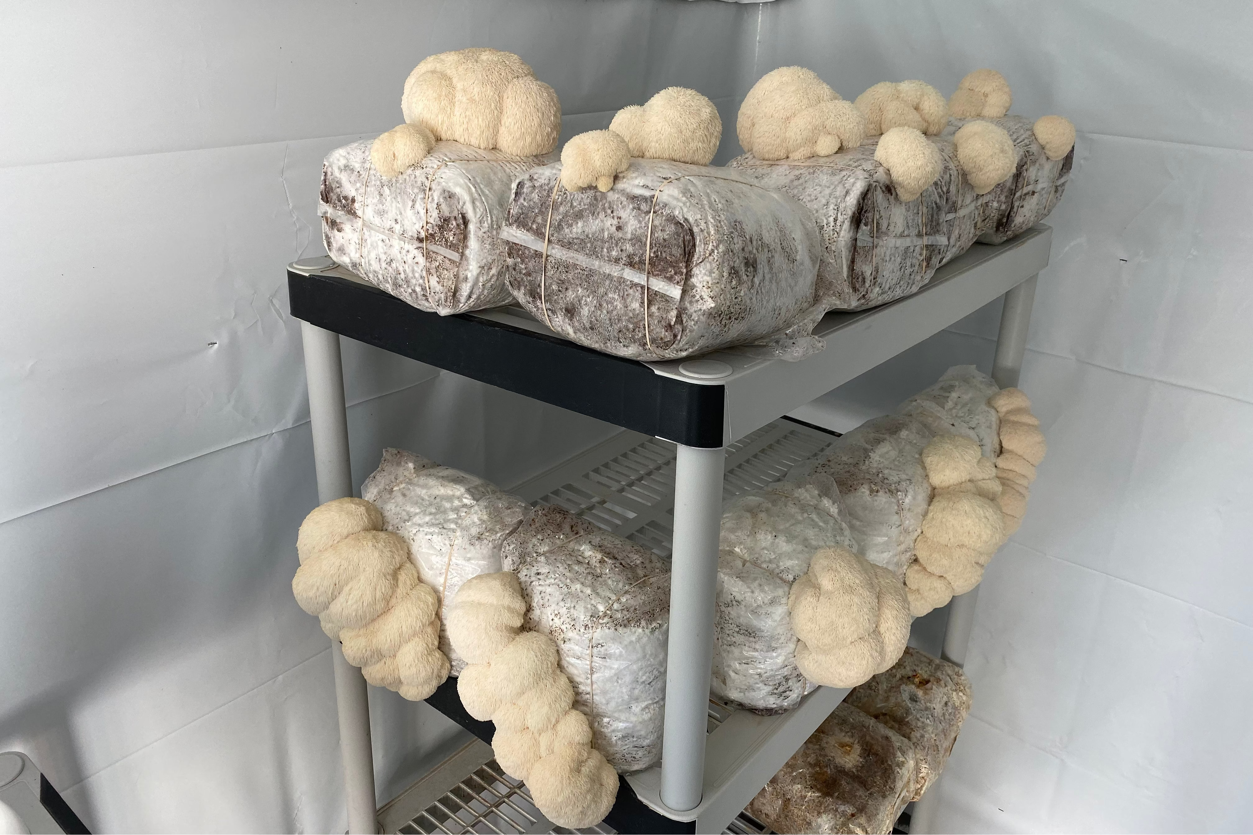 MycoSymbiotics Cooperative